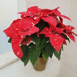 ポインセチア：スペルバニューグリッター5号鉢植え