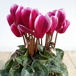 シクラメン：ミニョン　スーパーベラノフジダークバイオレット2号ポット