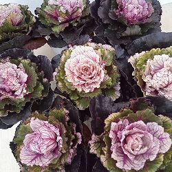 ハボタン：光子トワイライト（丸葉系）2.5号ポット 6株セット