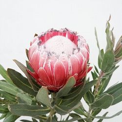 [ザ・ファームセレクト]プロテア：オーストラリスピンク　7号鉢植え25-03
