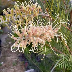 [ザ・ファームセレクト]グレビレア：アイボリーホイップ　5号鉢植え