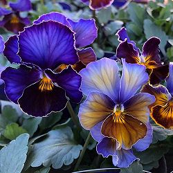 ビオラ：フレアーブルー3号ポット 3株セット