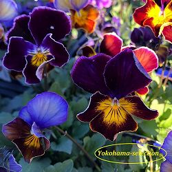 ビオラ：フレアーブルークラシック3号ポット 3株セット