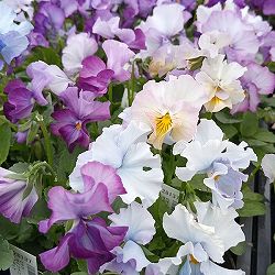 ビオラ：マイファニープリンセス3号ポット 3株セット