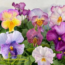 ビオラ：ラヴフォーユー3号ポット 3株セット