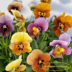 ビオラ：金茶（キンチャ）3～3.5号ポット 3株セット