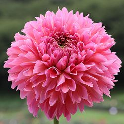 [26年3月中下旬予約]ダリアの球根：（中輪）スウィートドリーム1球