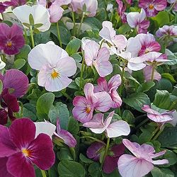 ビオラ：こももこべに3号ポット