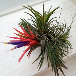 ティランジア：イオナンタ フエゴ　ミニクランプ