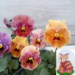 見元園芸さんのビオラ：マルンマルン3-3.5号ポット 3株セット