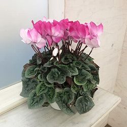 シクラメン：ラズベリーフラッペ5号鉢植え