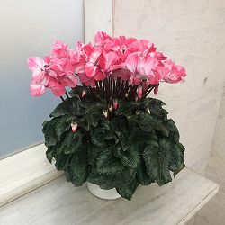 シクラメン：ミルキーガール5号鉢植え