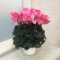 シクラメン：クレヨン サーモンピンク5号鉢植え