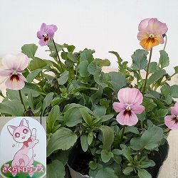 見元園芸さんのビオラ：さくらドロップス3-3.5号ポット 3株セット