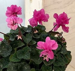 シクラメン（八重咲き）：ウインク ピンクハート5号鉢植え