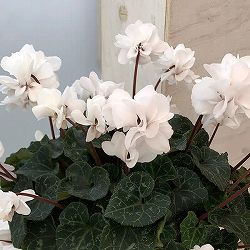 シクラメン（八重咲き）：ウインクホワイトハート5号鉢植え