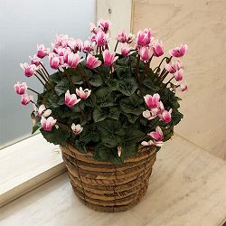 [送料無料][ギフトに]シクラメン：チャオ5号鉢植えBRカゴ入