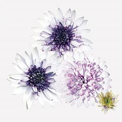 オステオスペルマム：フォーチュンブルー3号ポット 6株セット