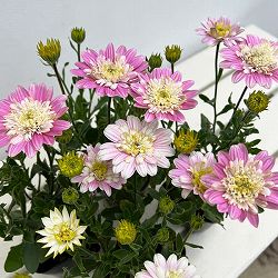 オステオスペルマム：ラブポーション3号ポット 6株セット