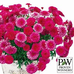 マーガレット：フランボワーズスフレ3号ポット 12株セット