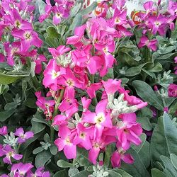 ストック：ベイビー　ピンク一重3.5号ポット 3株セット