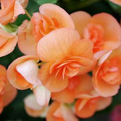 リーガースベゴニア：オレンジ3.5号鉢植え