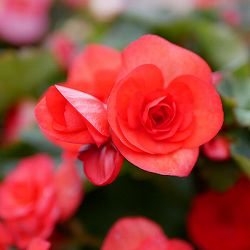 リーガースベゴニア：レッド3.5号鉢植え
