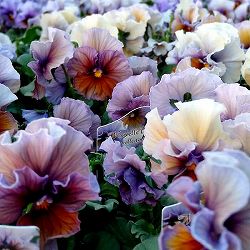 [送料無料]ビオラ：ヌーヴェルヴァーグ　アクアレール3.5号ポット 12株セット