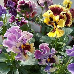 [送料無料]見元園芸のパンジー：パピージョルジュ3.5号ポット 12株セット