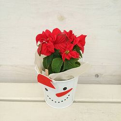 クリスマススノーマンブリキバケツ：ポインセチア：ウィンターローズ レッド3号ポット