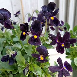 ビオラ：黒すずめ3.5号ポット 3株セット