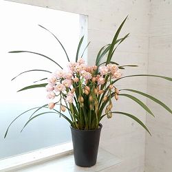 シンビジウム：プリティキャンディ ４本立ち7号鉢植えアーチ仕立て