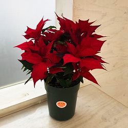 ポインセチア：イタリアンレッドグランデ 4号鉢植え