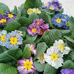 プリムラ：ジュリアン ヴィンテージデニム（花色アソート）3.5号ポット