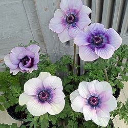 アネモネ：モナリザ ・パール5号鉢植え