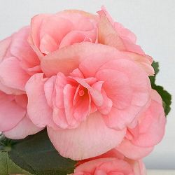 リーガースベゴニア：サーモンピンク3.5号鉢植え