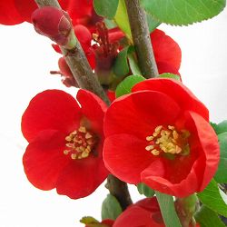 ボケ（木瓜）：黒潮（クロシオ）4号鉢植え