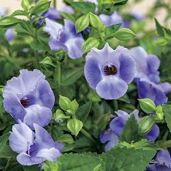 [26年5月中下旬予約]トレニア：サマーミストブルー4号ポット(R)