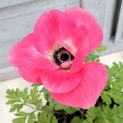 アネモネ：モナリザ ・コーラルピンク5号鉢植え