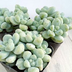 セダム：天使の雫（テンシノシズク）2.5号ポット 3株セット