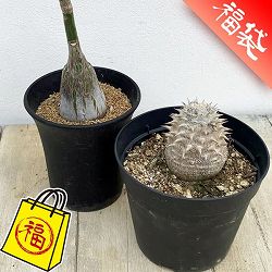 夏型コーデックス初夢２種セット（ボンバックス＆恵比寿大黒）