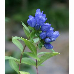 高性リンドウ：紫花3号ロングポット