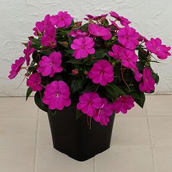 [送料無料][26年4月上旬予約]インパチェンス：サンパティオ(R)パープル（ver.2）3.5号ポット 20株セット