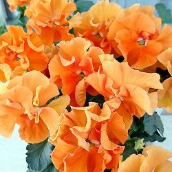 [25年11月中下旬予約]パンジー（フリル咲き）：フルーツボンボン（オレンジ系）3-3.5号ポット