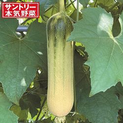 [26年5月中下旬予約]ヘチマ：クリーミーへちま3号ポット 3株セット