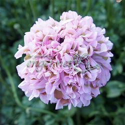 ラナンキュラス：ポンポン　ハーマイオニー5号鉢