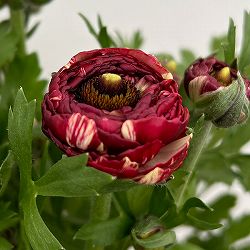 ラナンキュラス：イカロス・ローズピンク5号鉢植え