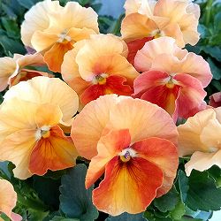 【お1人様3ポットまで】ビオラ：ときめきビオラ　バタースコッチ3.5号ポット