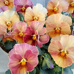 【お1人様1ポット】ビオラ：ときめきビオラ　スパイシーマスタード3.5号ポット