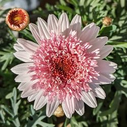 マーガレット：シェリーフレア3.5号ポット